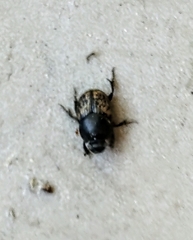 Onthophagus nuchicornis