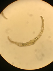 Trematodon boasii