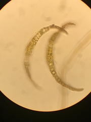 Trematodon boasii