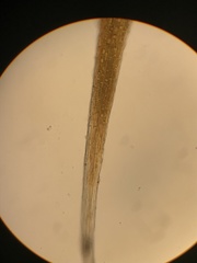 Trematodon boasii