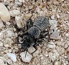 Cryptoglossa variolosa