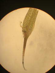 Trematodon boasii