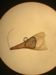 Trematodon boasii
