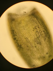 Trematodon boasii