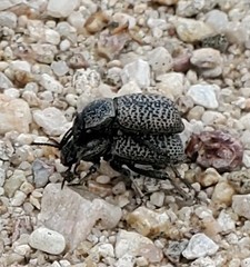 Cryptoglossa variolosa