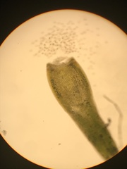 Trematodon boasii