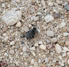 Cryptoglossa variolosa