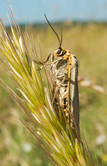 Spiris striata
