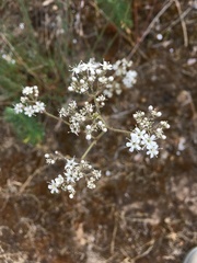 Gypsophila fastigiata