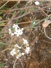Gypsophila fastigiata