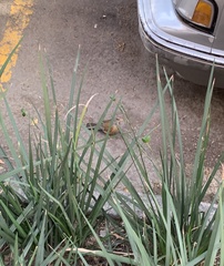 Turdus rufopalliatus