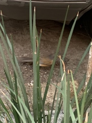 Turdus rufopalliatus