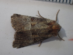 Mesoligia literosa