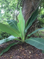 Ensete