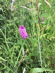 Anacamptis pyramidalis