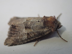 Mesoligia literosa