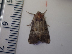 Mesoligia literosa