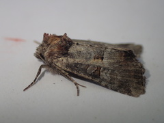Mesoligia literosa