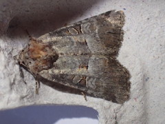 Mesoligia literosa