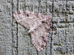Lobophora