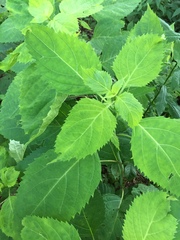 Collinsonia canadensis