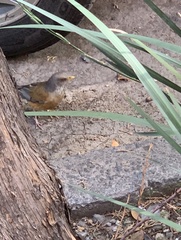 Turdus rufopalliatus