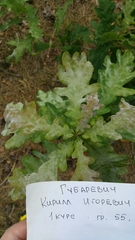 Erysiphe alphitoides