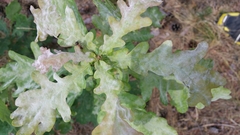 Erysiphe alphitoides