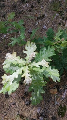 Erysiphe alphitoides