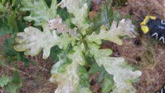 Erysiphe alphitoides