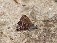 Callophrys niphon