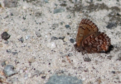 Callophrys niphon