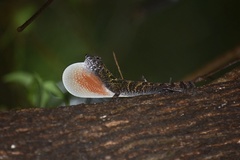 Anolis allogus