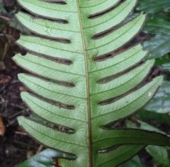 Pteris mildbraedii