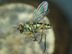 Machaerium maritimae