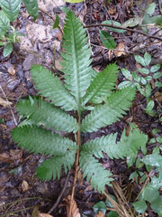 Pteris mildbraedii