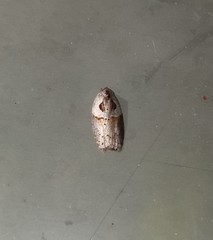 Acleris maculidorsana