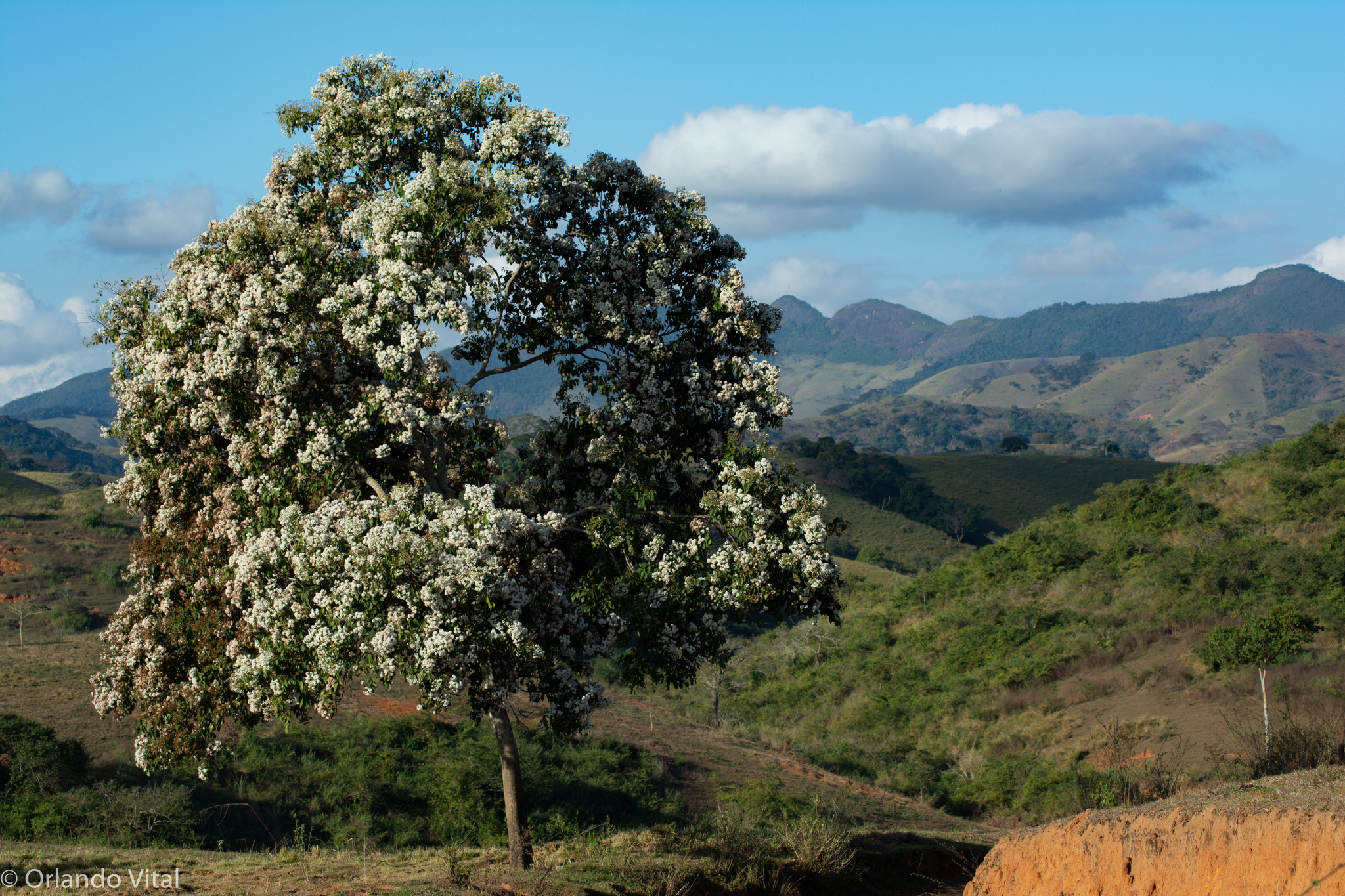 Cordia alliodora