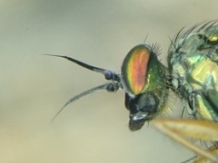 Machaerium maritimae
