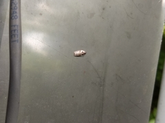 Acleris maculidorsana