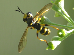 Conops flavipes