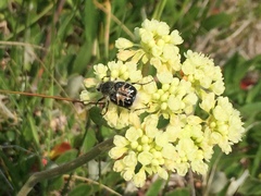 Trichiotinus assimilis