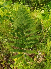 Athyrium filix-femina