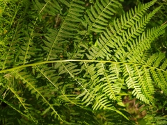 Athyrium filix-femina