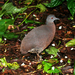 Brown Tinamou - Photo (c) Juan Diego Döke, some rights reserved (CC BY-NC), uploaded by Juan Diego Döke