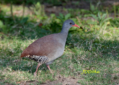 Crypturellus tataupa
