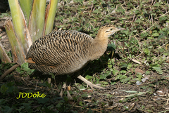 Rhynchotus rufescens