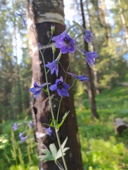 Delphinium elatum