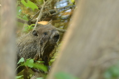 Marmota monax
