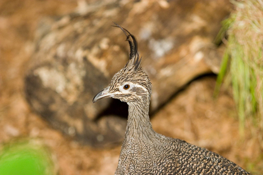 Tinamous (Tinamidae) - Avian Discovery